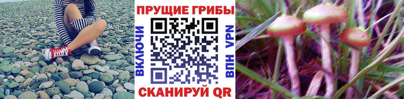 Галлюциногенные грибы прущие грибы  Купить  Домодедово 